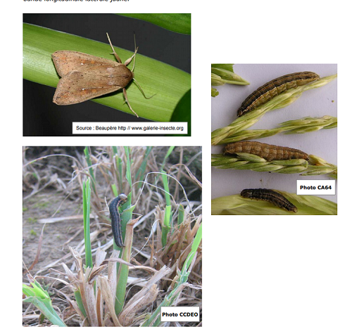 Jinkotxakürra gahatzen ari da!!