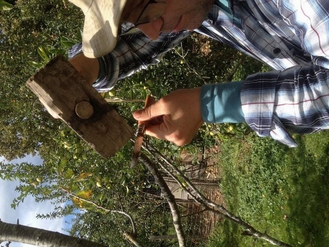 Sagartzeak frütüz beterik dira !!!! Üdako motak jateko edo bestelakatzeko prest dira !