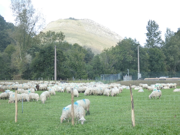 Oraikoan ardiak oro eraitsik dira!