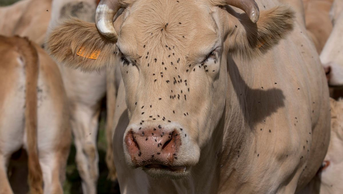 MHE behien eritarzüna barreatü da Xiberoan!!