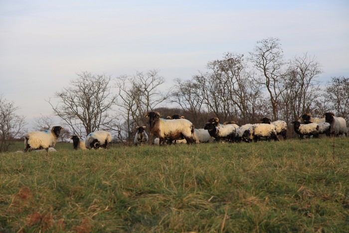 Manex bürü beltzen besta bihar Ligin!