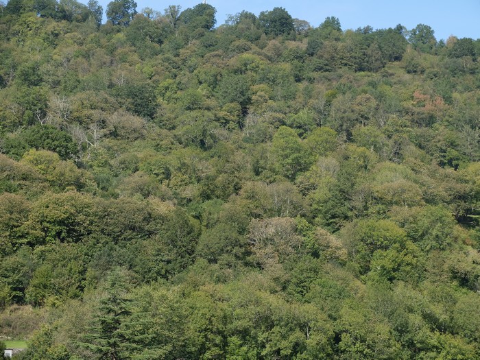 Oihanen hobeki baliatzeko alkartü dira hainbat herri.