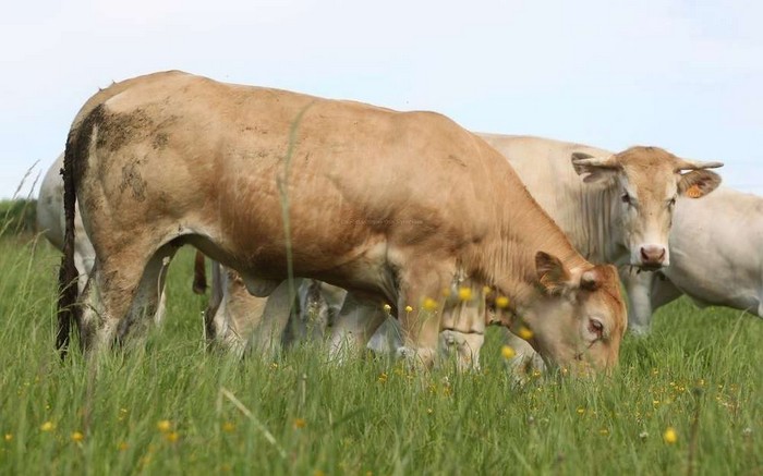 Behien tüberkülosa arrahorra da