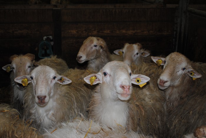 Marrogeiak salgai barantaila hatsarrean Urdinarbeko ardi zentroan