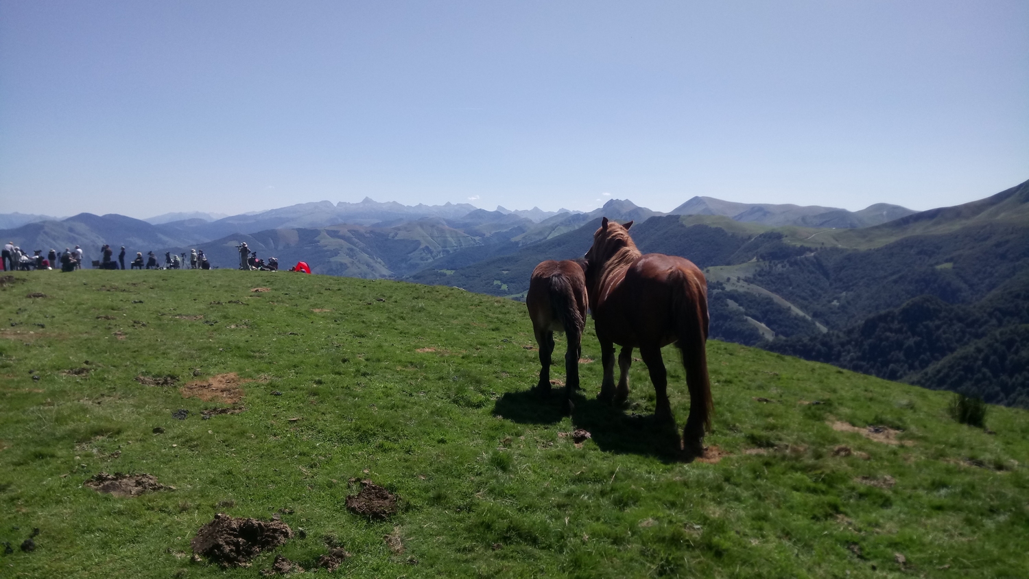 Japoniako merkatüa beti zabalik egoiten da hebenko zaldi ümeen saltzeko.