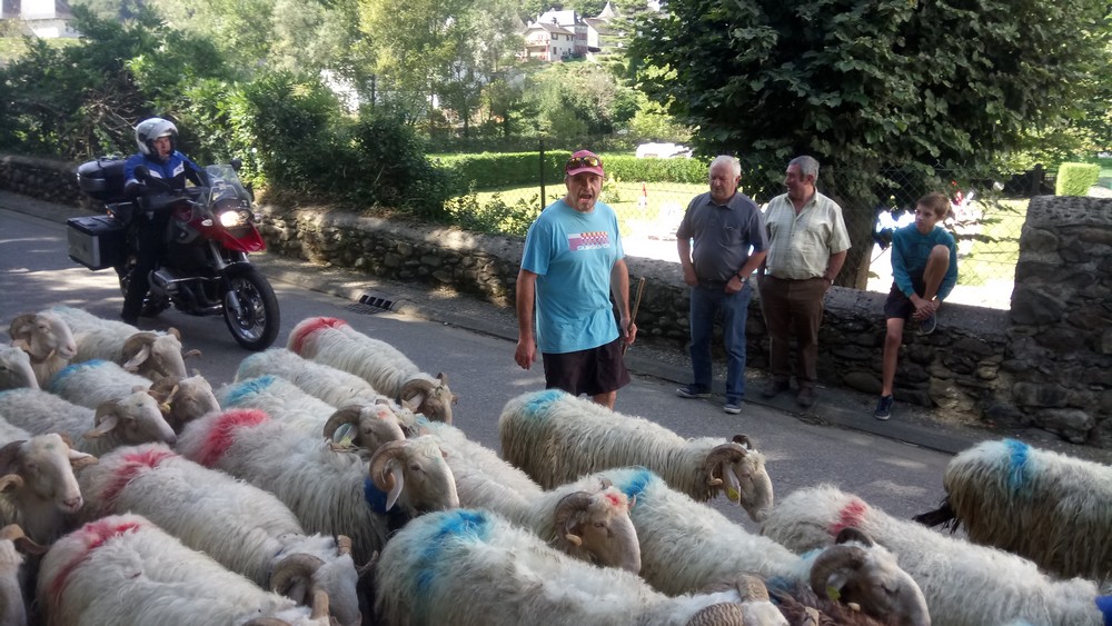 Ardiak jausten dira bortütik.