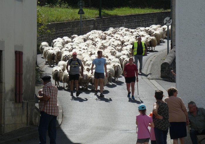 Milaka ardi ikusi dira Ligin neskenegünean
