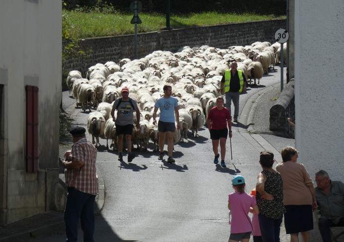 Milaka ardi ikusi dira Ligin neskenegünean