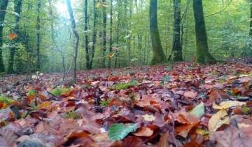 Oihanak dütüen herriek haboro pakatü beharko düe!