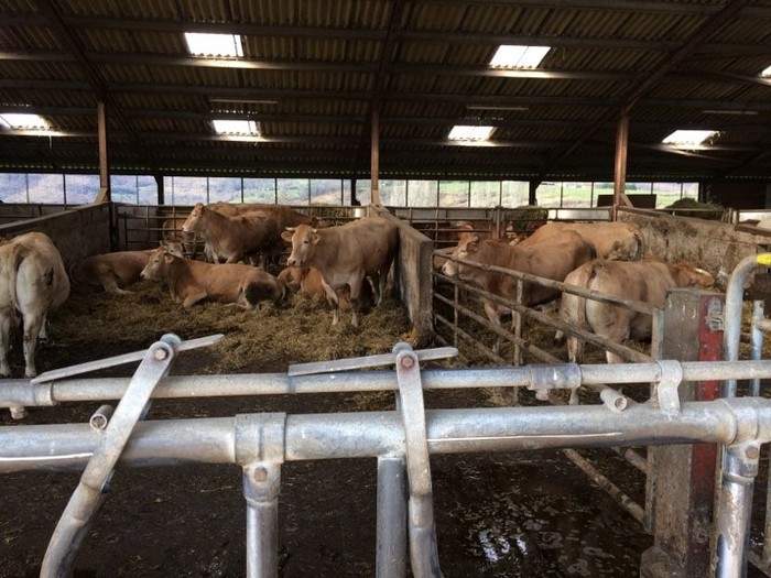 Behi xahaldünak nola eraman ?