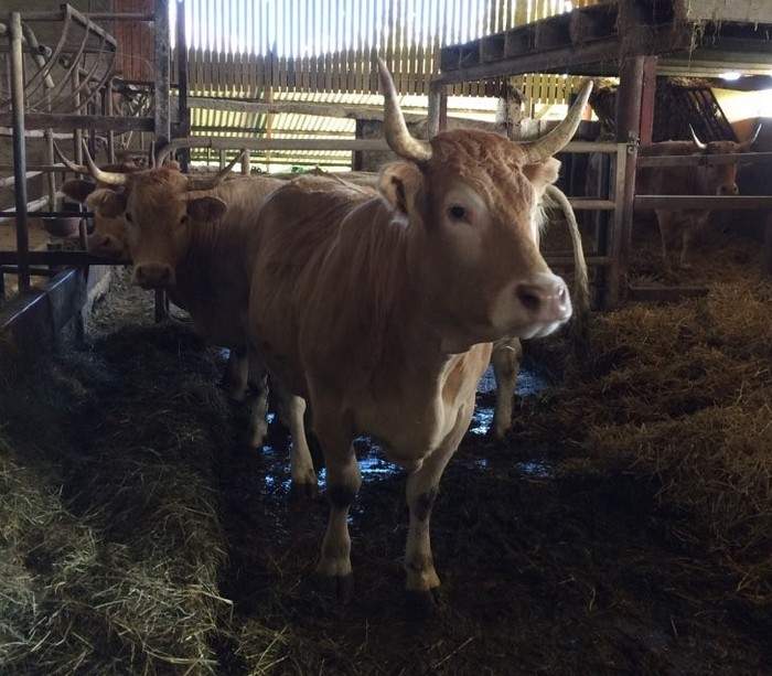 Pirenaika behi arraza berpizten ari da