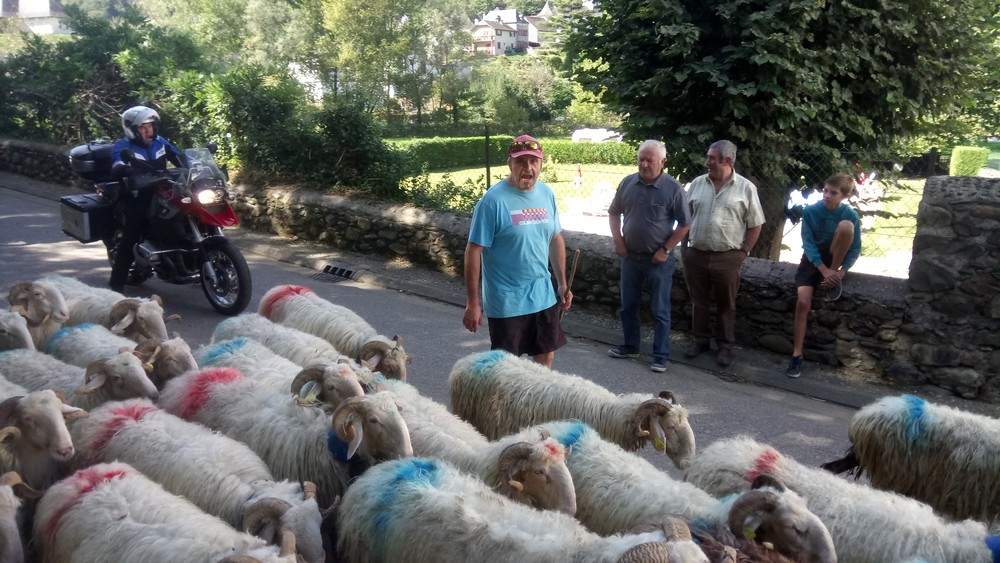 Ardiak jausten dira bortütik.