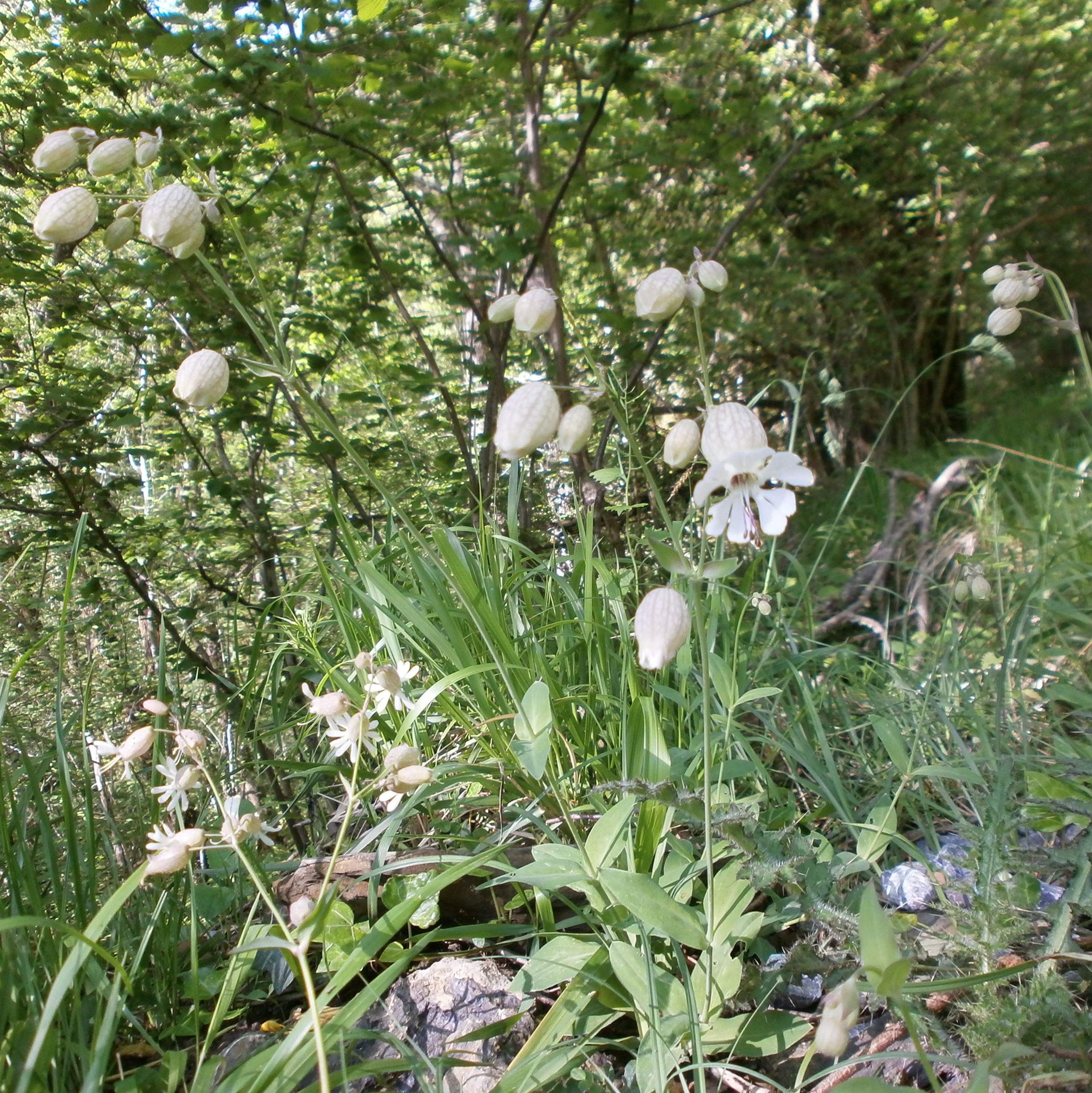 Bi ebilaldi proposatzen dütü CPIE egitürak