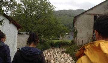 20 bat jente hüllantü dira ardiak Nabolegi bortüalat lagüntzeko !