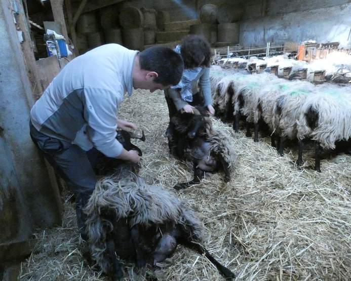 Ardien beharren ikusten ikasi!