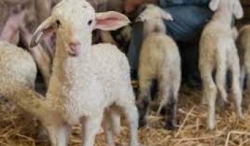 Axuri merkatüa: geroa türbütx